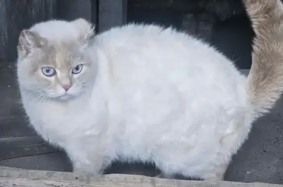 Найдена кошка, Новоалтайск, фото: Кошка найдена, ст. Присягино, Новоалтайск
