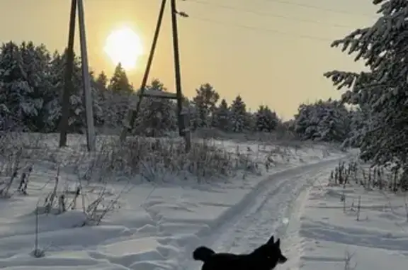 Пропала собака, Луганская ул. 62, Киров - photo