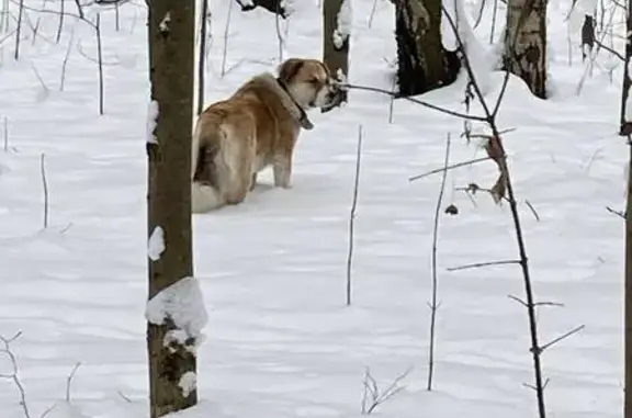 Найдена собака, Бутово, фото: Собака найдена в лесу Бутово 21