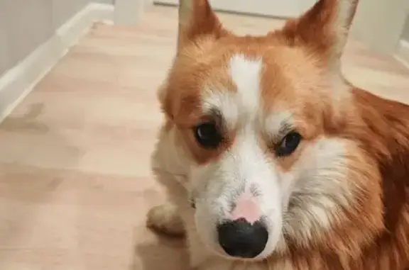 Найдена собака, Серпухов, фото: Собака найдена: Весенняя ул. 64, Серпухов