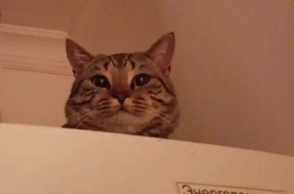 Пропала кошка Синба, ул. Дьякова 6, Грозный - photo