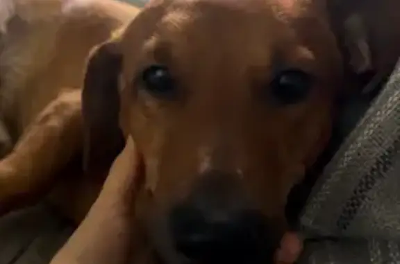 Пропала такса, ул. Дзержинского 45/1, Якутск - photo