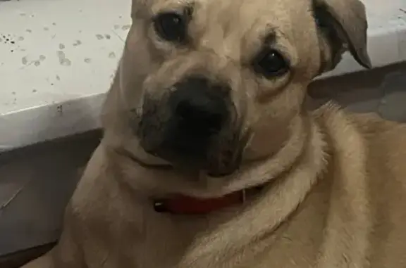 Пропала собака, Тихий пер., Красноярск - photo