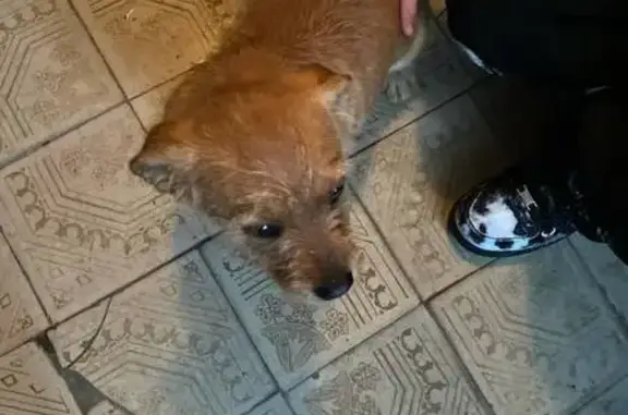 Найденные животные Кетово, фото: Найдена собака, Кетово, Курганская обл.