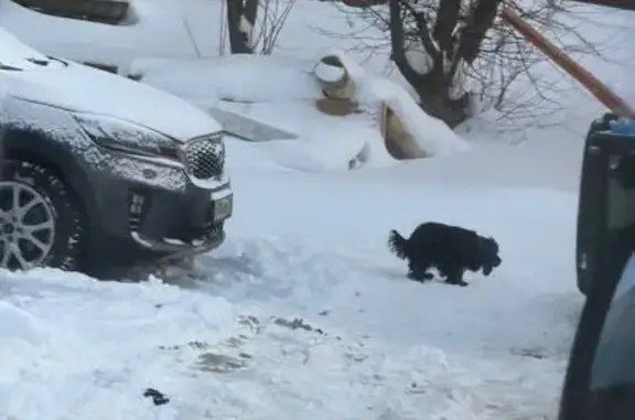 Найдена собака, Елабуга, фото: Собака найдена: Пролетарская 24, Елабуга