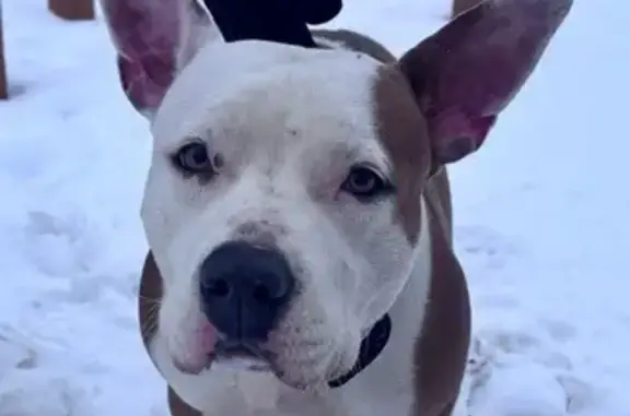 Найдена собака, Воронеж, фото: Стафф найден на Адмиралтейской, Воронеж