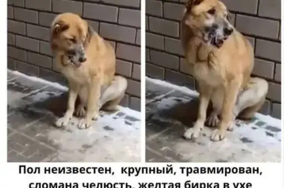 Найдена собака, Пестрецы, фото: Собака в беде на Казанской улице, Пестрецы