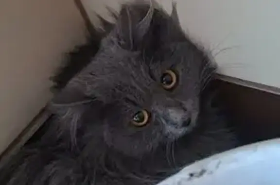 Найдена кошка, Иркутск, фото: Найдена кошка на Байкальской, 159А, Иркутск