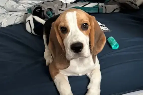 Пропала собака на Краснореченской 157А - photo