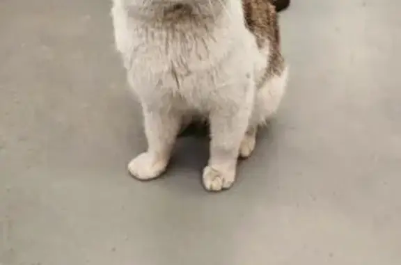 Найденные животные Калининград, фото: Кошка найдена в Бауцентр, Московский пр-т 1