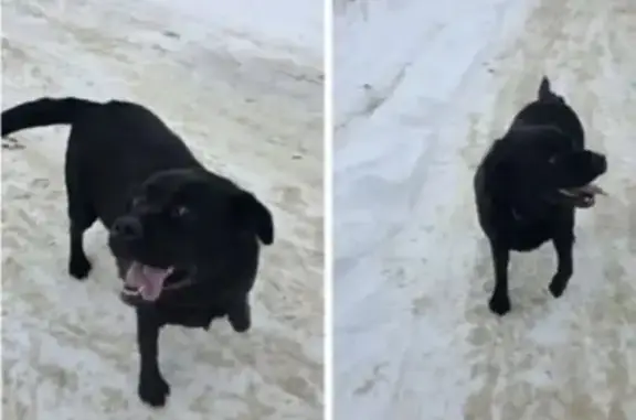 Пропала собака, Советская 50, Михайловск - photo