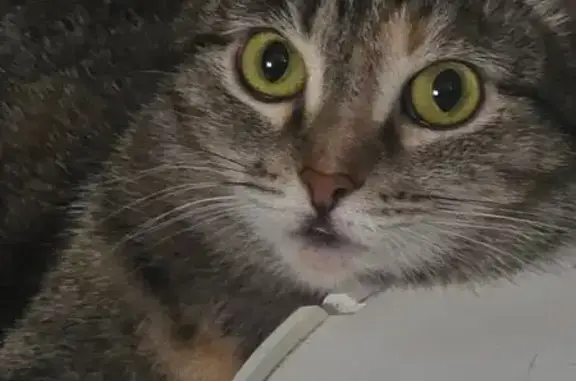 Пропала кошка, пр. Кирова 222, Самара - photo