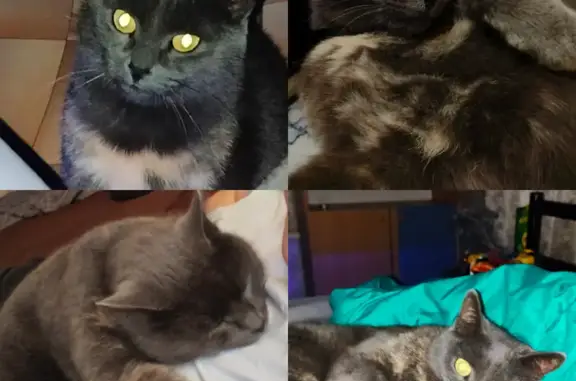 Пропала кошка, ул. Симонова, Волгоград - photo