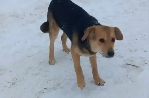 Найдена собака, Пенза, фото: Щенок найден: ул. Кустодиева, 9, Пенза