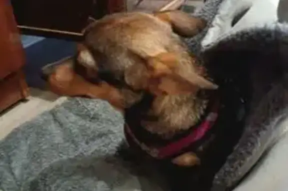 Пропала собака, ул. Щорса 22, Красноярск - photo