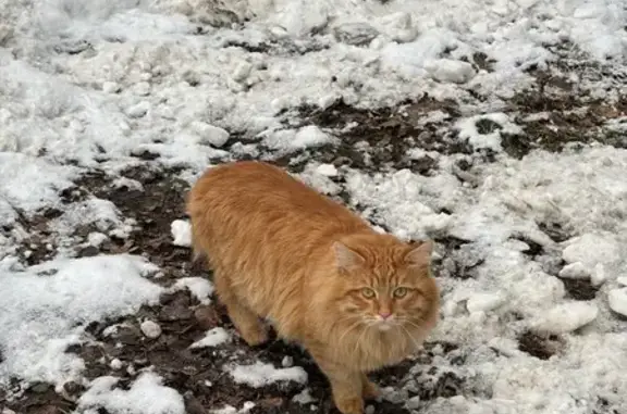 Найдена кошка, Ногинск, фото: Найдена кошка, Октябрьская ул., Ногинск