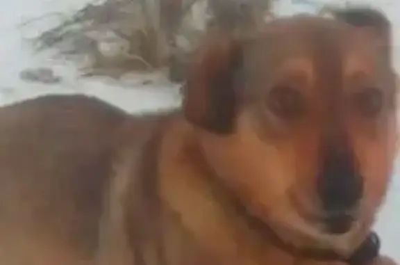 Пропала собака, Минская ул. 24, Иваново - photo