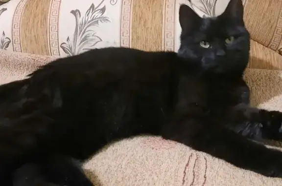 Пропала черная кошка, ул. Есенина 8, Белгород - photo