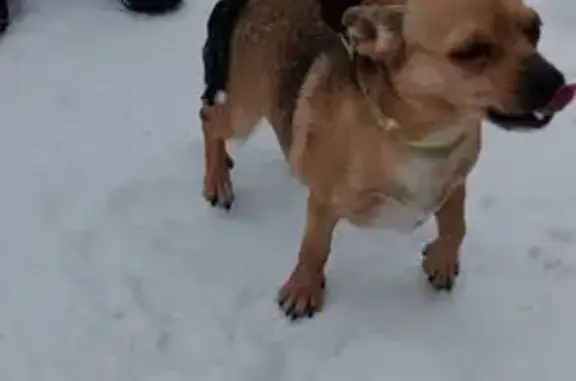 Найдена собака, Краснокамск, фото: Собака найдена: ул. Новой Стройки, Краснокамск