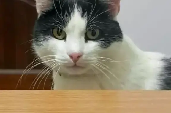 Пропала кошка, Южная ул., 15, Пионерский - photo