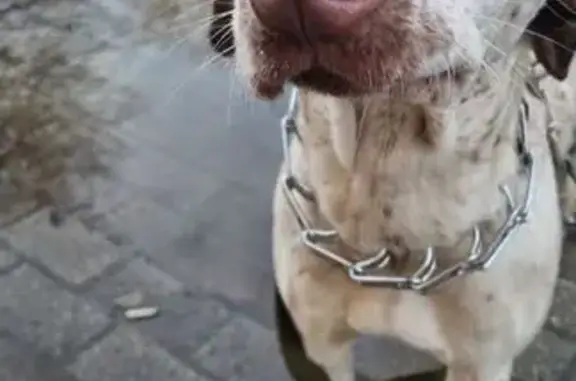 Собаки потеряшки, Калининград, фото: Потеряшка собака на Одесской улице, Калининград