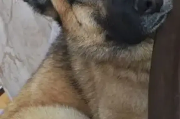 Пропала рыжая собака, 61 Ямонтово - photo