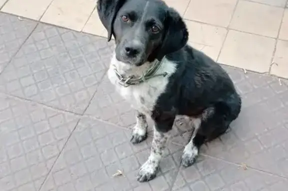 Пропала собака, ул. Профинтерна, 15, Омск - photo