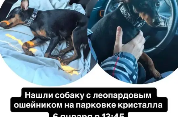 Найдена собака, Тюмень, фото: Собака найдена: ул. Менделеева, Тюмень