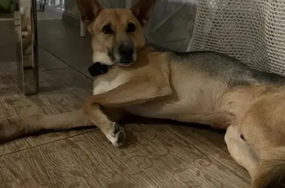 Пропал пес Веня, Брянская ул., 65, Воронеж - photo