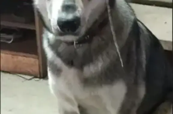 Пропала собака, Высокогорская 27, Н. Тагил - photo