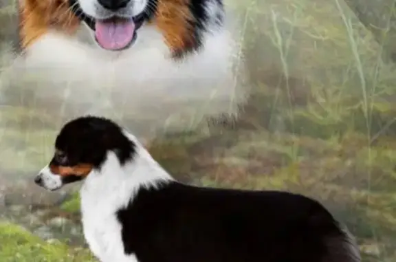 Пропала собака в Корытово, Псков - photo