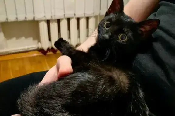 Найдена кошка, Москва, фото: Котёнок найден на Сходненской, Москва