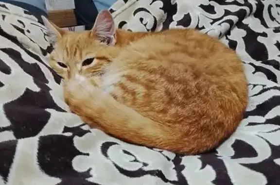 Пропала кошка, Бежецк, Большая ул. 42 - photo