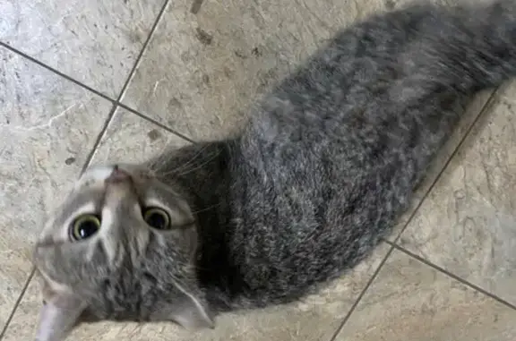 Найдена кошка, Красноярск, фото: Кошка найдена, Красноярск, Красноярский край