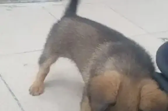 Пропал щенок, ул. Чехова 50А, Анапа - photo