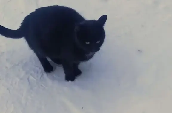 Найденные животные Ново-Талицы, фото: Кошка найдена в Ново-Талицах, Иваново