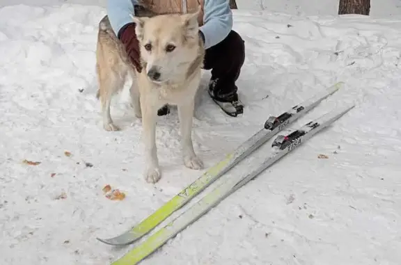 Пропала собака, ул. Шуваловых, Малошильнинское - photo