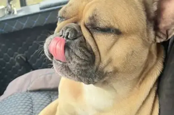 Найдена собака, Березовый, фото: Французский бульдог найден на ул. Гусника