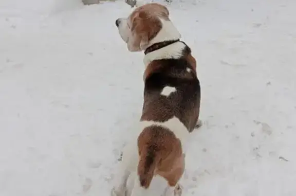 Найдена собака, Москва, фото: Бигль найден: Лобачевского 2, Москва