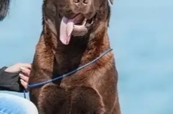 Пропала собака, Новороссийск, Краснодарский край - photo