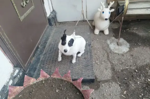 Найденные животные Астрахань, фото: Найдена собака, ул. Мечникова, Астрахань