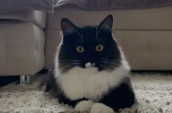 Пропала кошка, ул. Шевченко, 1Б, Мичуринск - photo