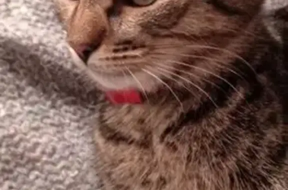 Найдена кошка, Давлеканово, фото: Кошка с ошейником на ул. Гафури, Давлеканово