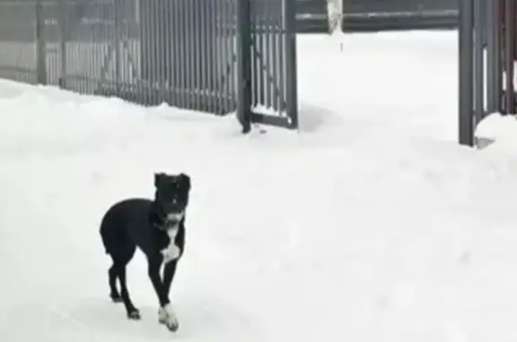 Найдена собака, Тверь, фото: Собака найдена: 28Н-0541, Курково