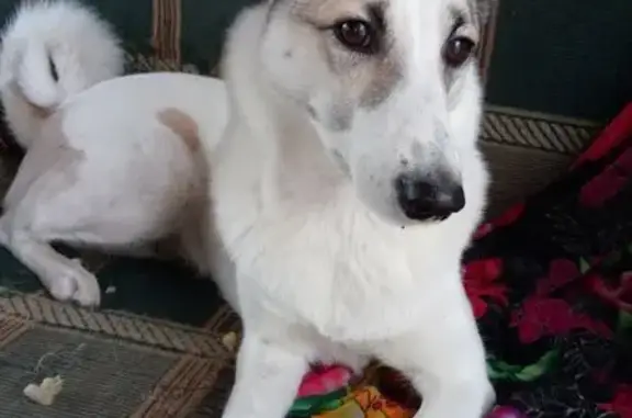 Собаки потеряшки, Бородино, фото: Потеряшка собака в Бородино, Красноярск