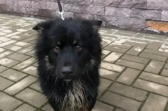 Найдена собака, Батайск, фото: Собака найдена: Олимпийское Кольцо, 36 к5