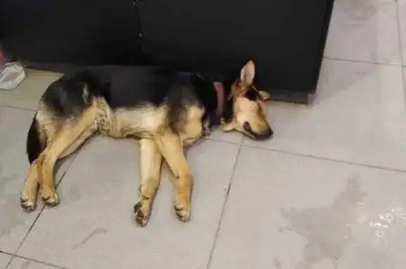 Найдена собака, Тамбов, фото: Овчарка найдена: Астраханская ул., 189А