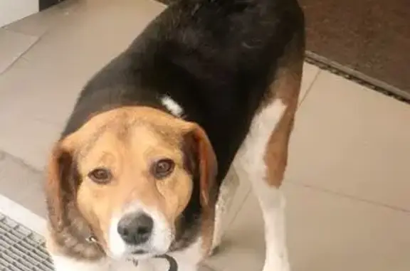 Найдена собака, Краснодар, фото: Собака найдена: Карасунская ул. 306, Краснодар