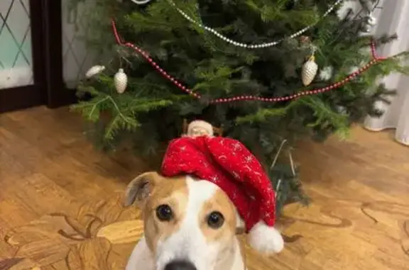 Пропала собака, Соловьиный проезд, Саратов - photo