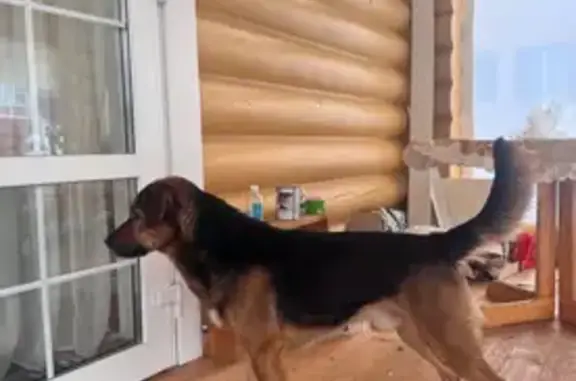 Найдена собака, Андрейково, фото: Собака найдена в Андрейково, 46Н-01156